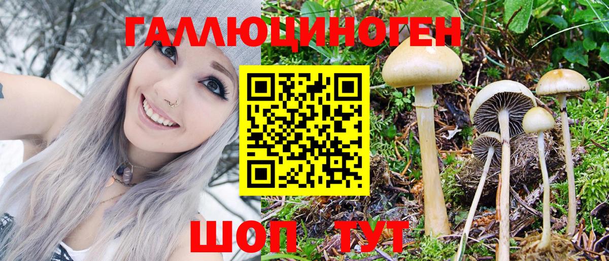Псилоцибиновые грибы Cubensis Зима